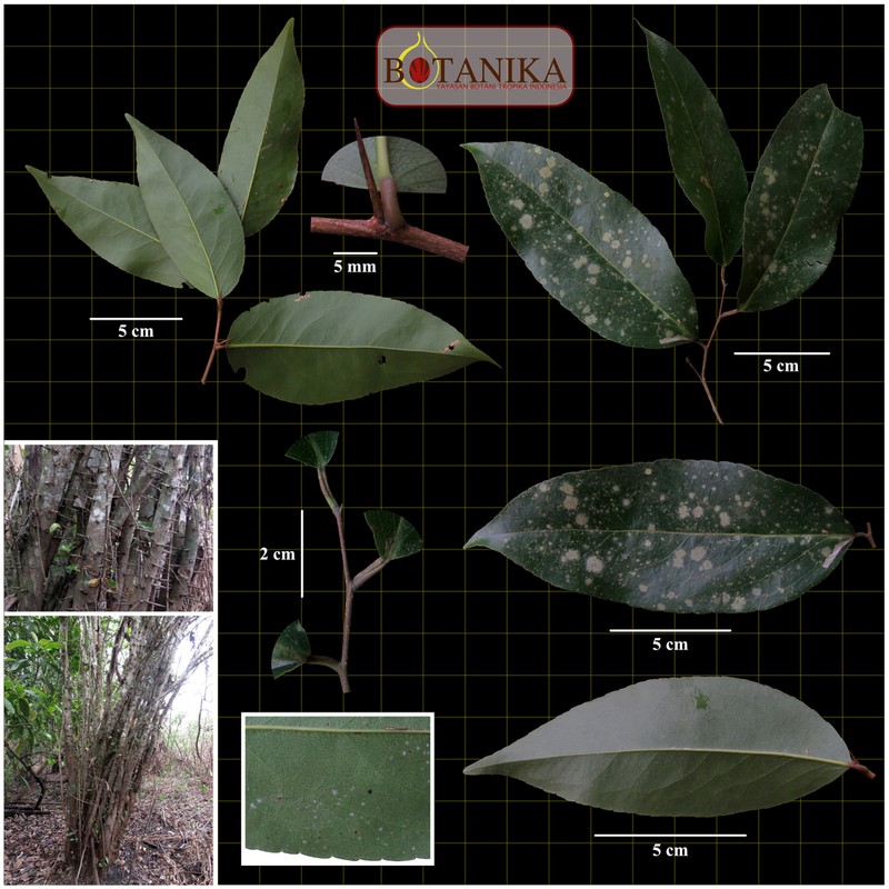 Scolopia macrophylla photo 6