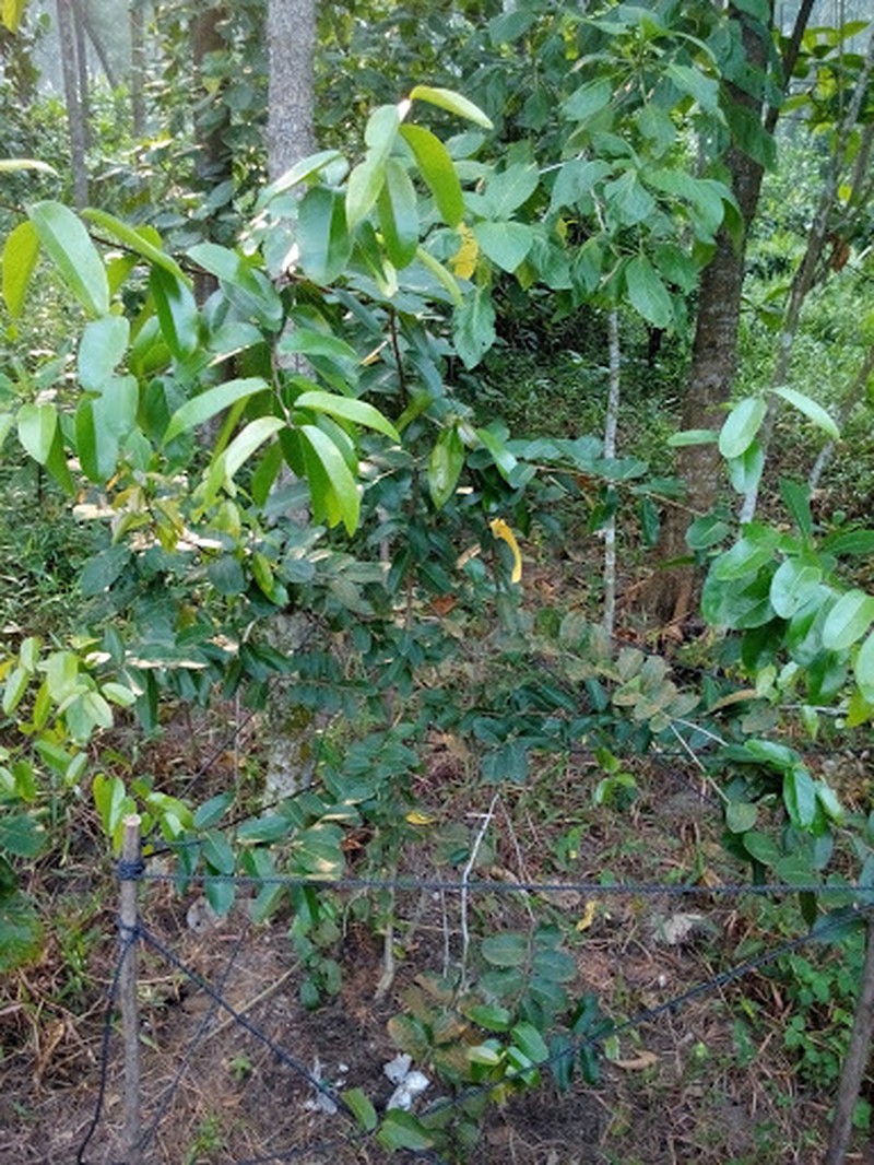 Scolopia macrophylla photo 7
