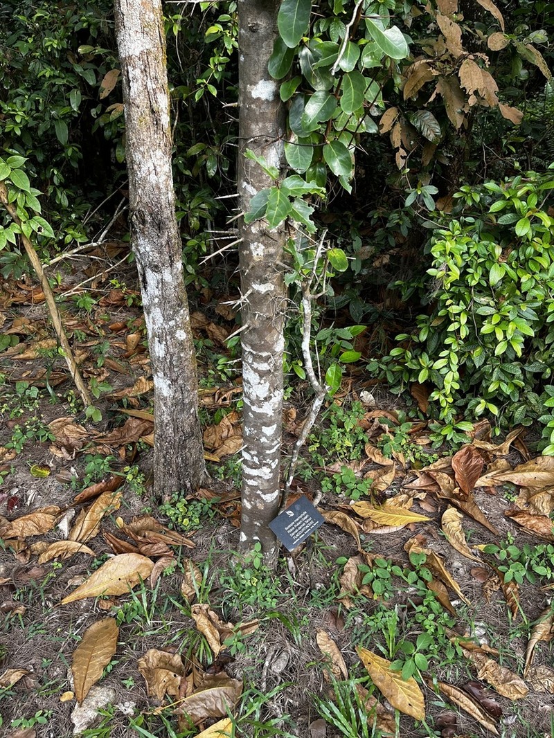 Scolopia macrophylla photo 8