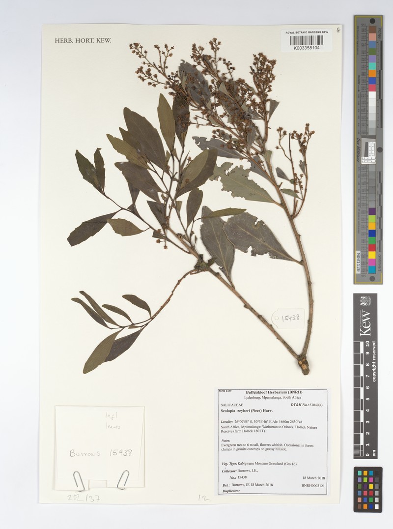 Scolopia madagascariensis