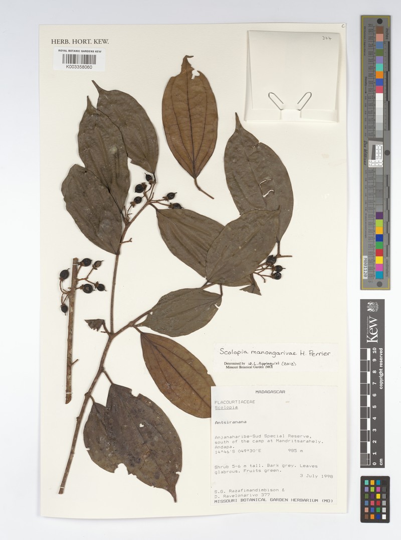Scolopia manongarivae