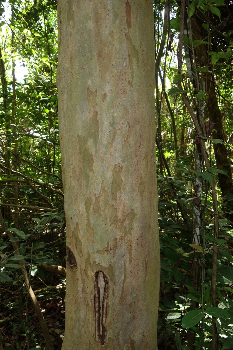 Scolopia maoulidae