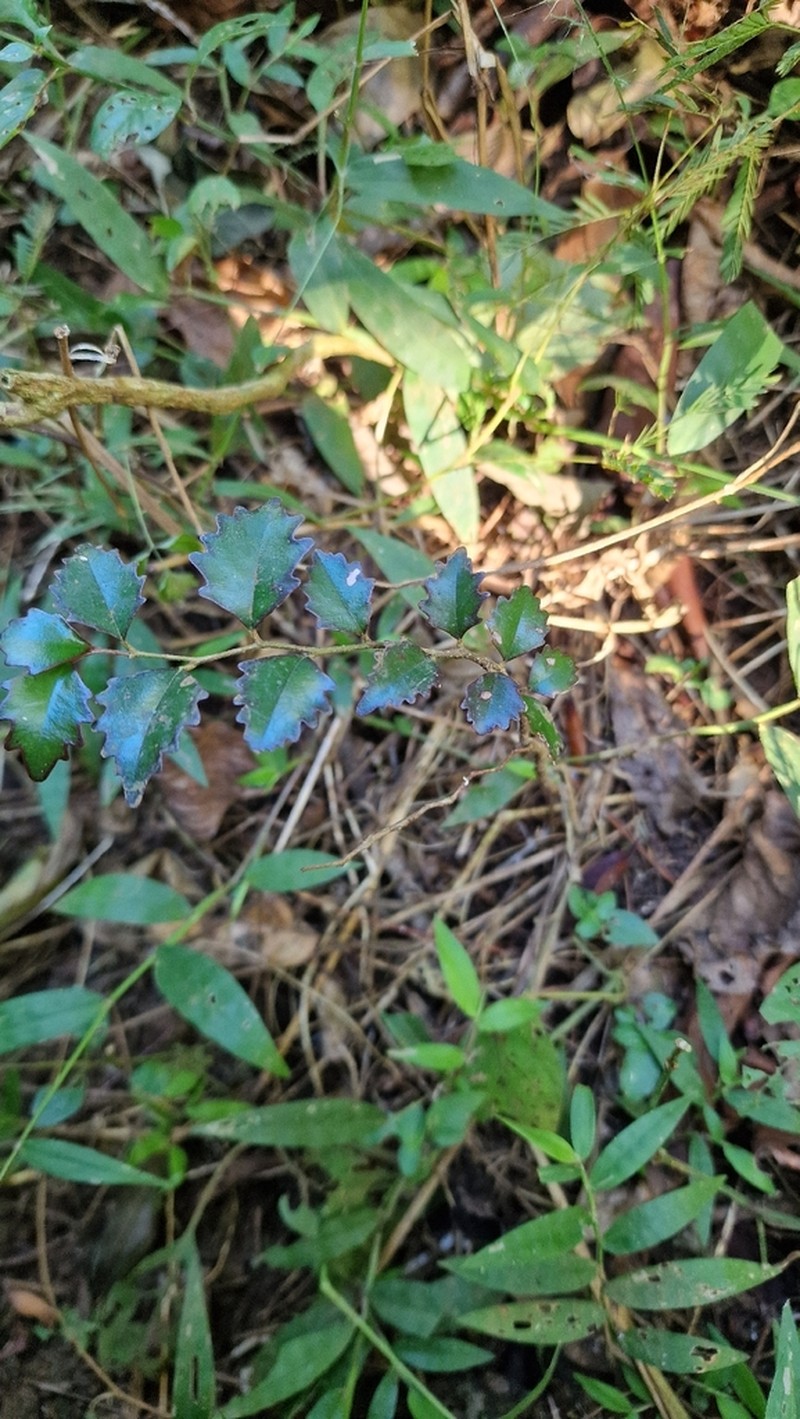 Scolopia maoulidae photo 2