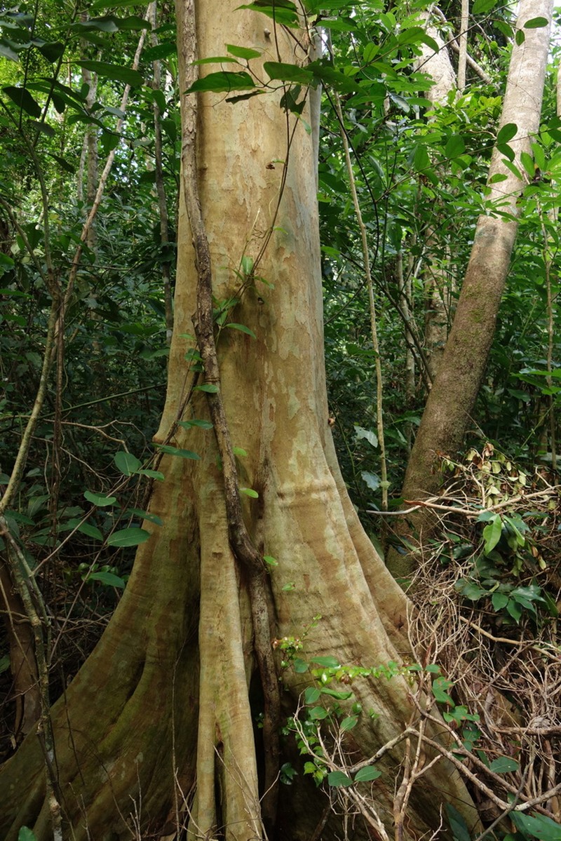 Scolopia maoulidae photo 3