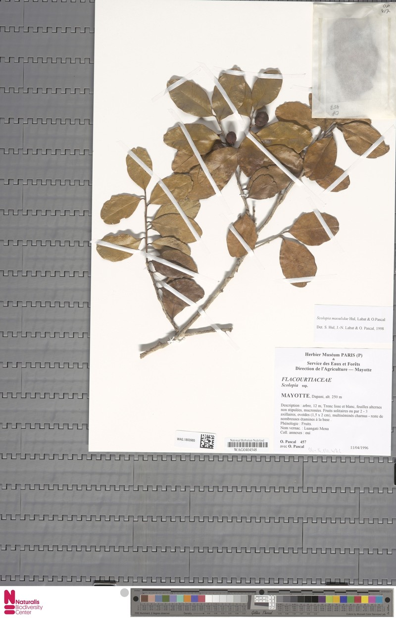 Scolopia maoulidae photo 5