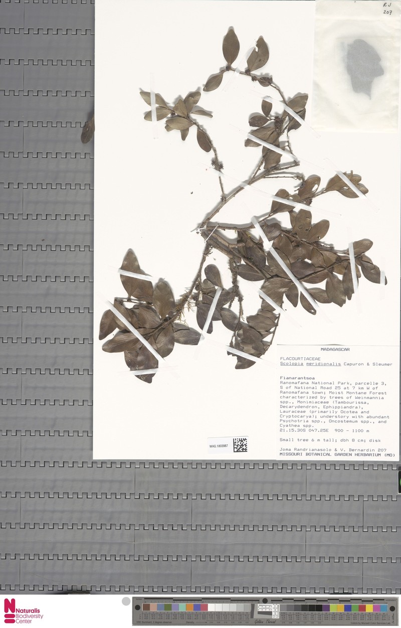 Scolopia meridionalis