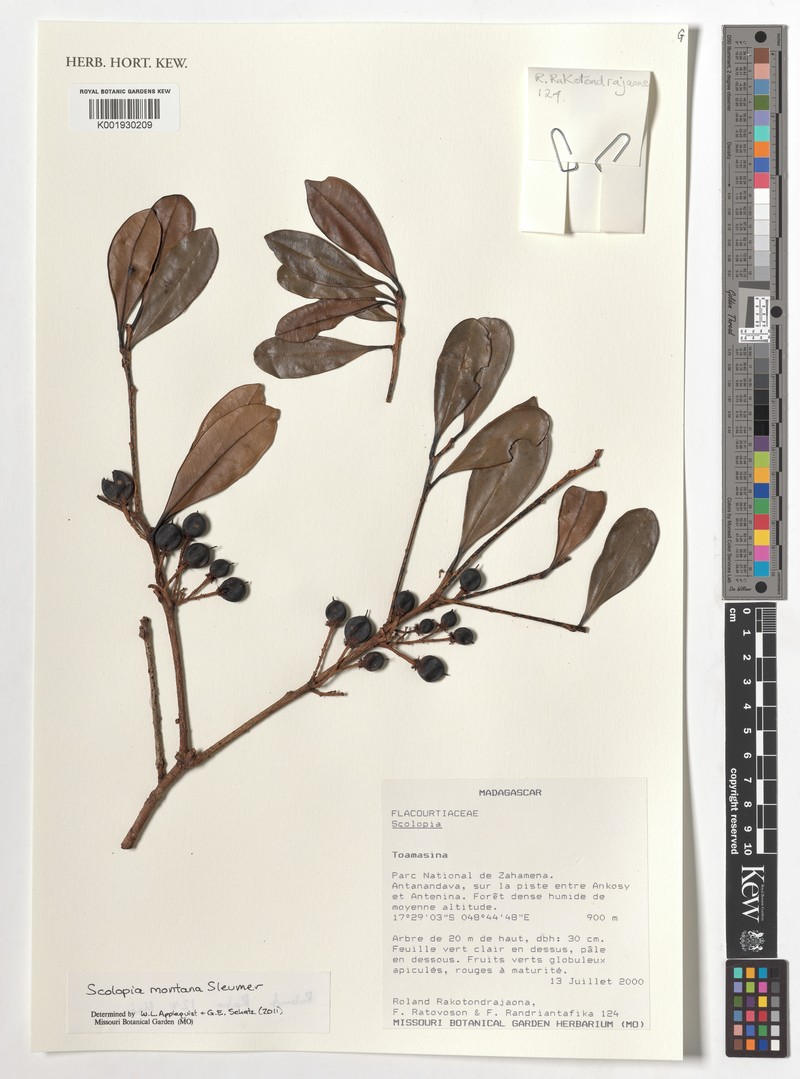 Scolopia montana