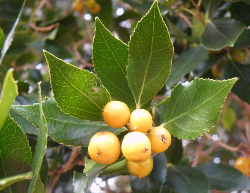 Scolopia mundii