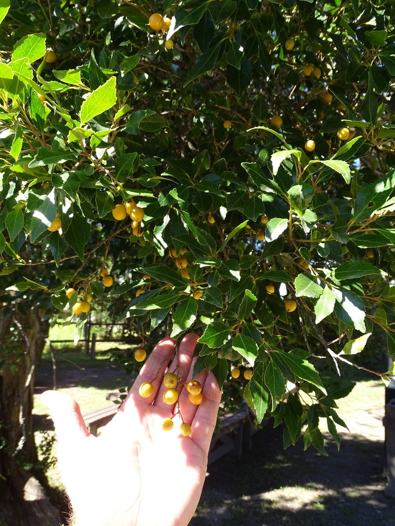 Scolopia mundii photo 2