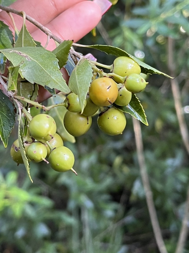 Scolopia mundii photo 3