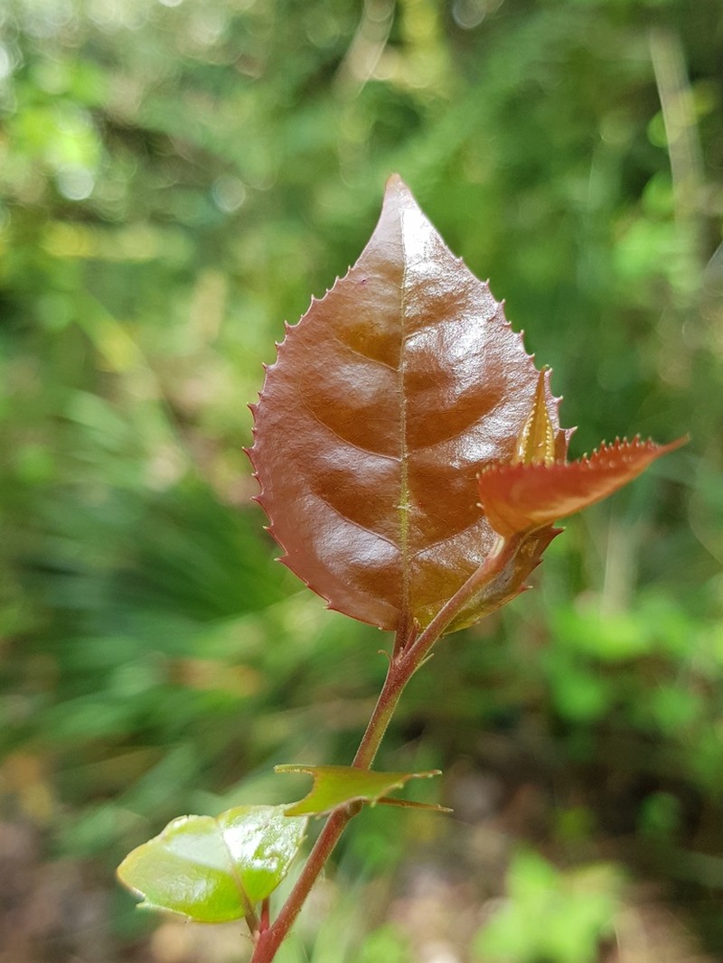 Scolopia mundii photo 4