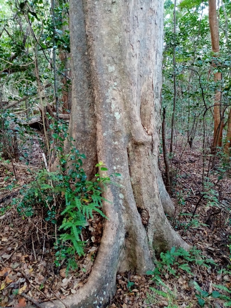 Scolopia mundii photo 5