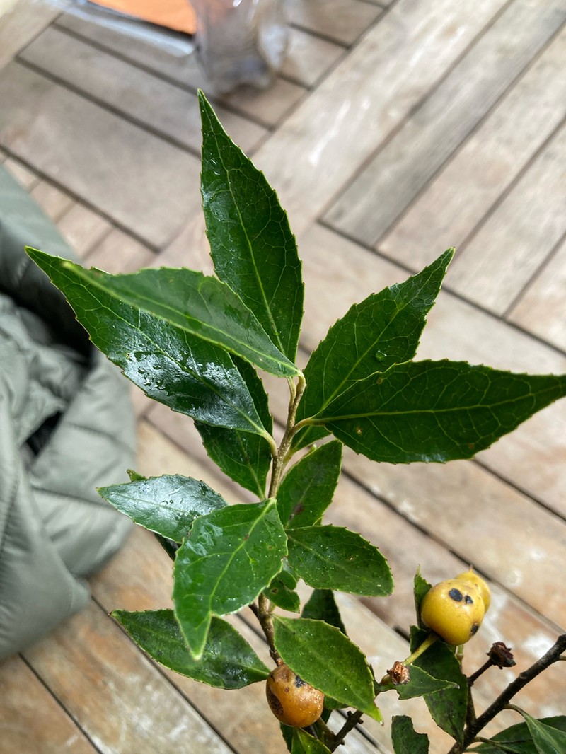 Scolopia mundii photo 6