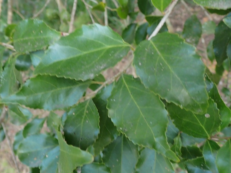 Scolopia mundii photo 7