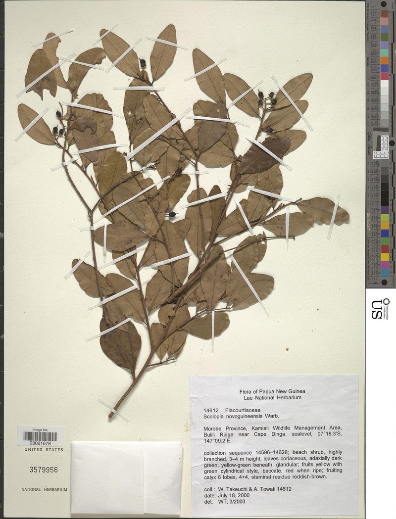 Scolopia novoguineensis