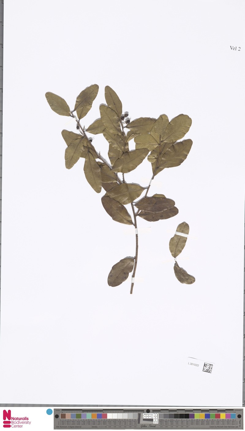 Scolopia novoguineensis photo 2