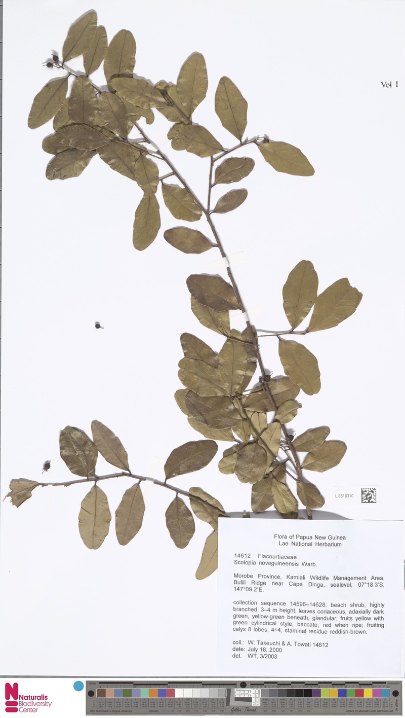 Scolopia novoguineensis photo 3