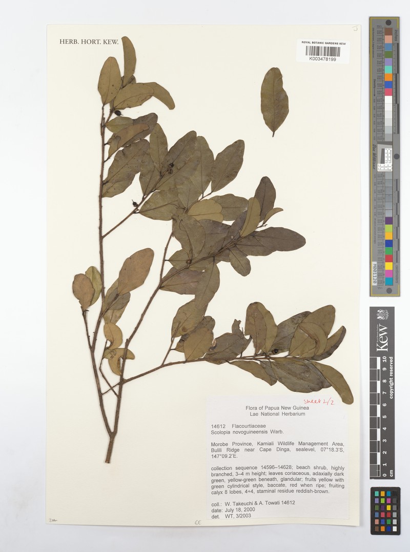 Scolopia novoguineensis photo 4