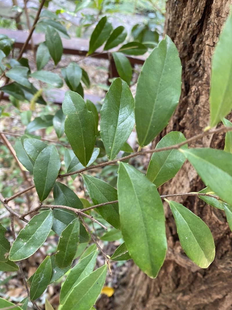 Scolopia oldhamii