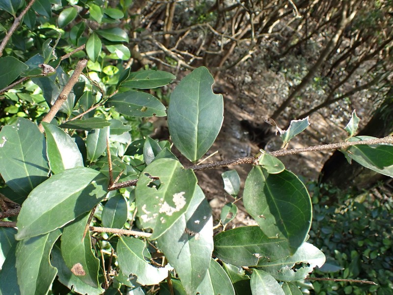 Scolopia oldhamii photo 2