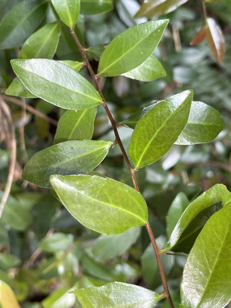 Scolopia oldhamii photo 4