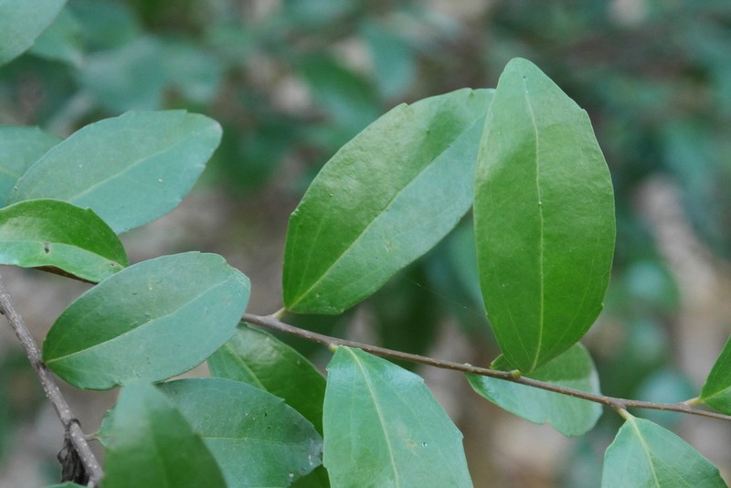 Scolopia oldhamii photo 5