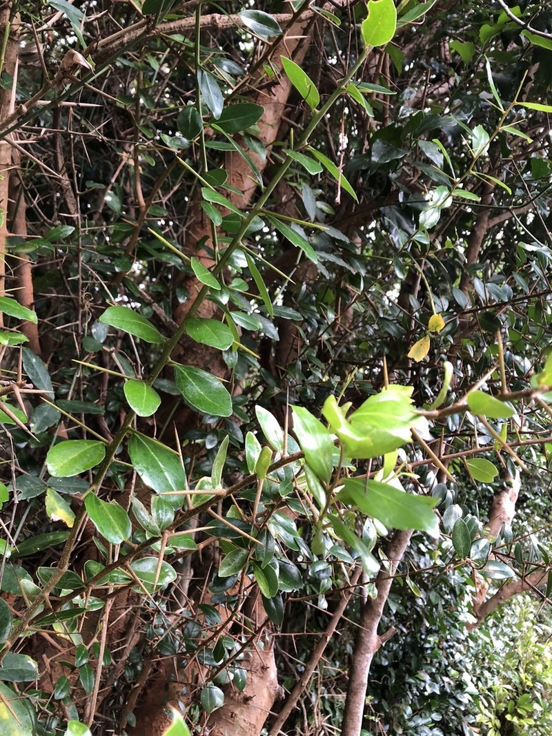 Scolopia oldhamii photo 6