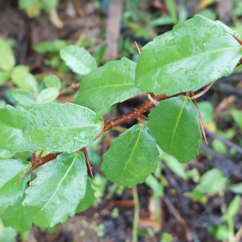 Scolopia oldhamii photo 7