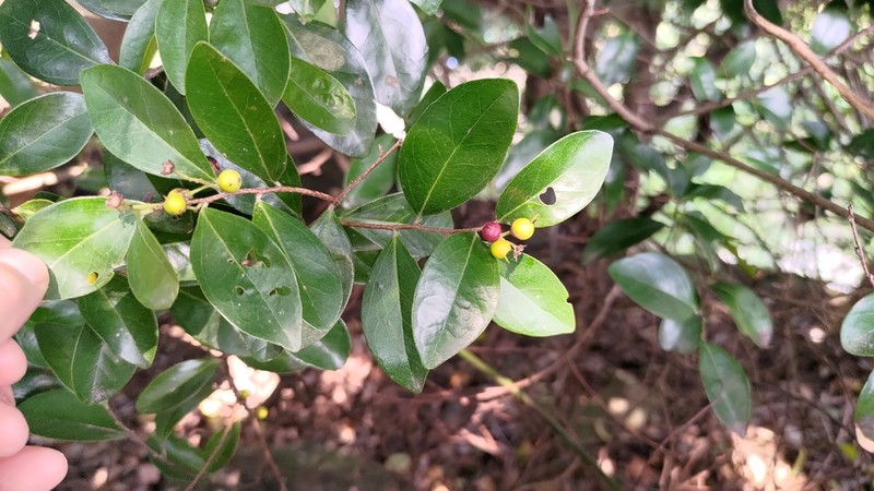 Scolopia oldhamii photo 8