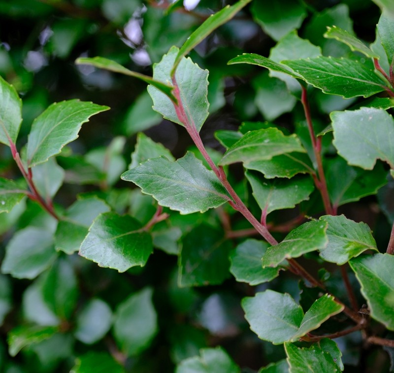 Scolopia oreophila