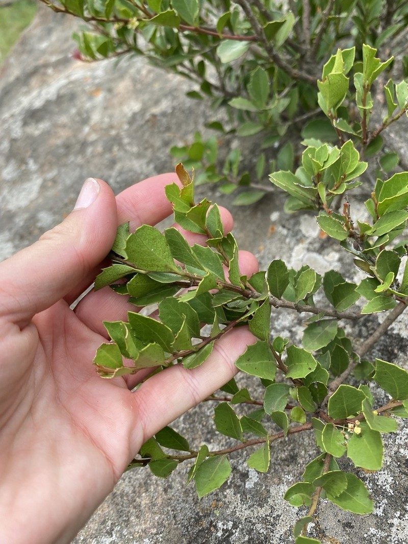 Scolopia oreophila photo 2