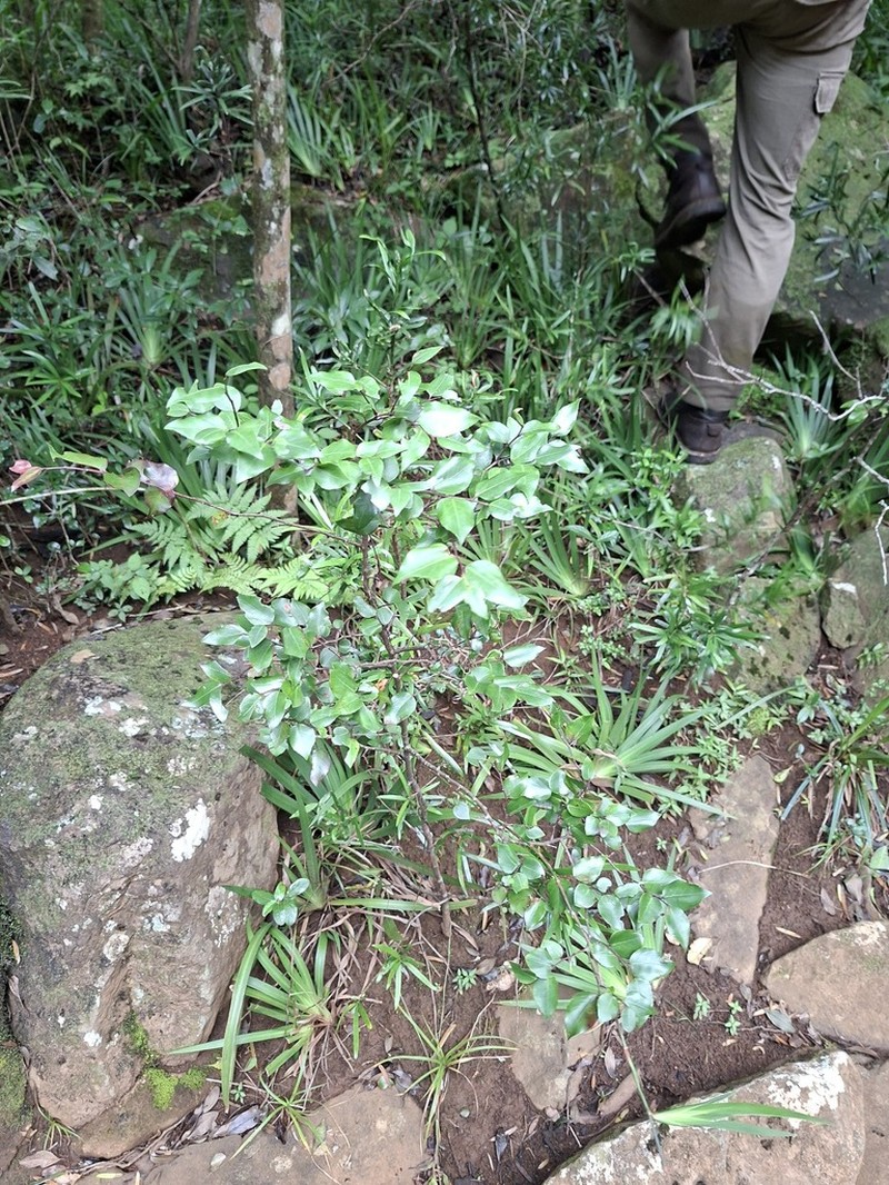 Scolopia oreophila photo 3