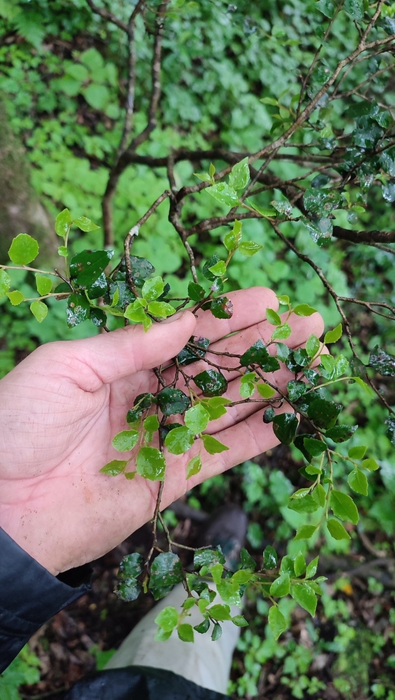 Scolopia oreophila photo 4
