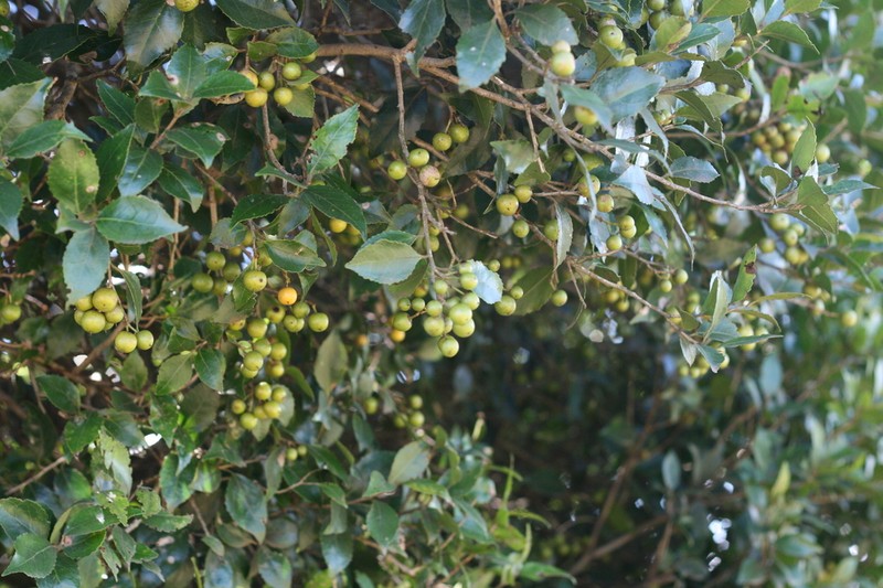Scolopia oreophila photo 5