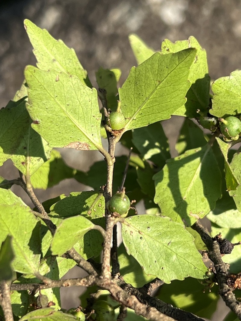 Scolopia oreophila photo 6
