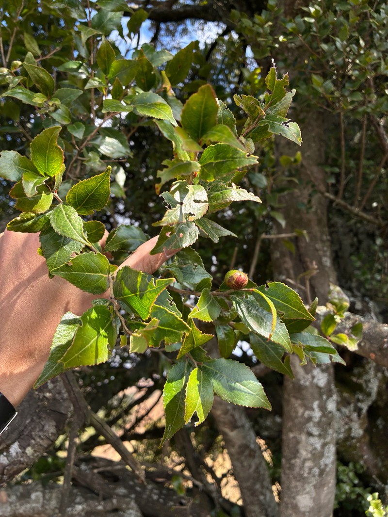 Scolopia oreophila photo 7