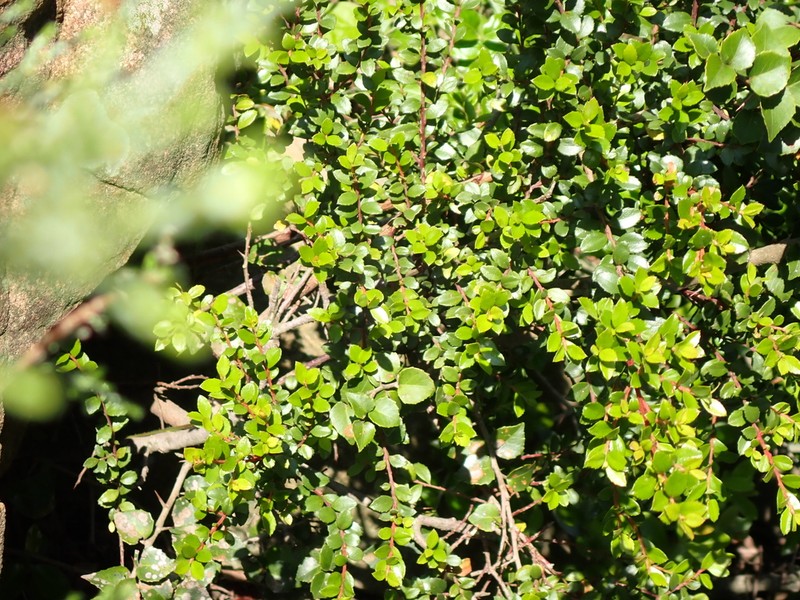 Scolopia oreophila photo 8