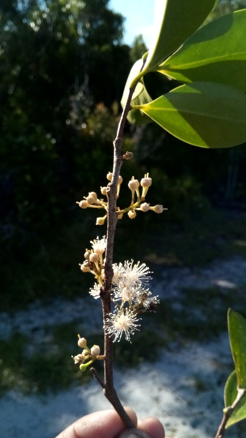 Scolopia orientalis