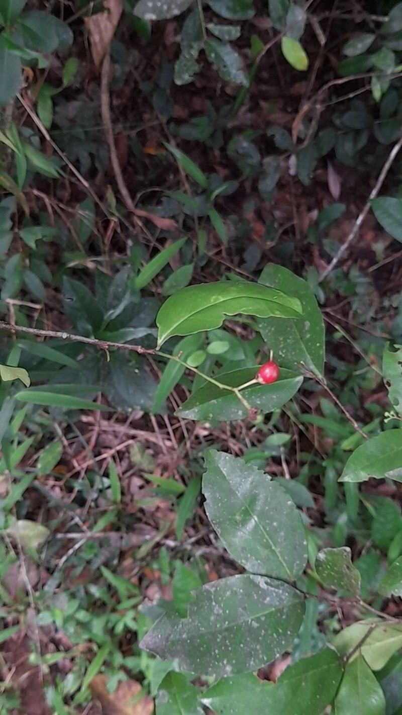 Scolopia pusilla