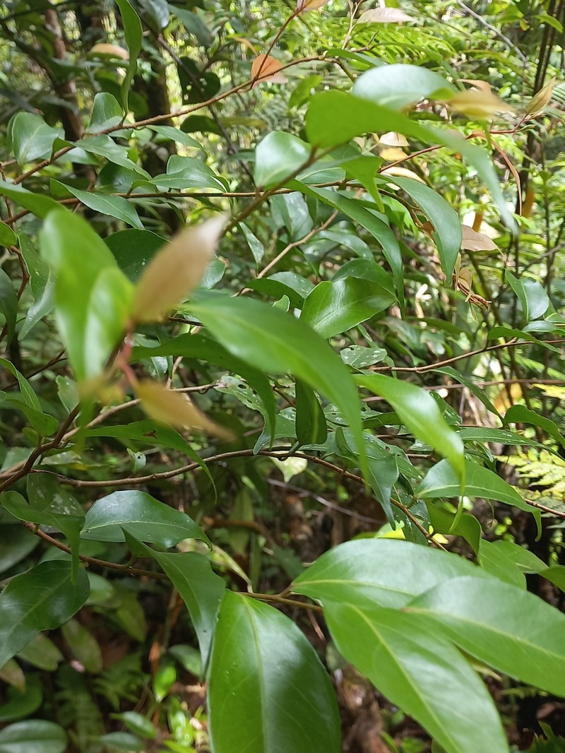 Scolopia pusilla photo 3