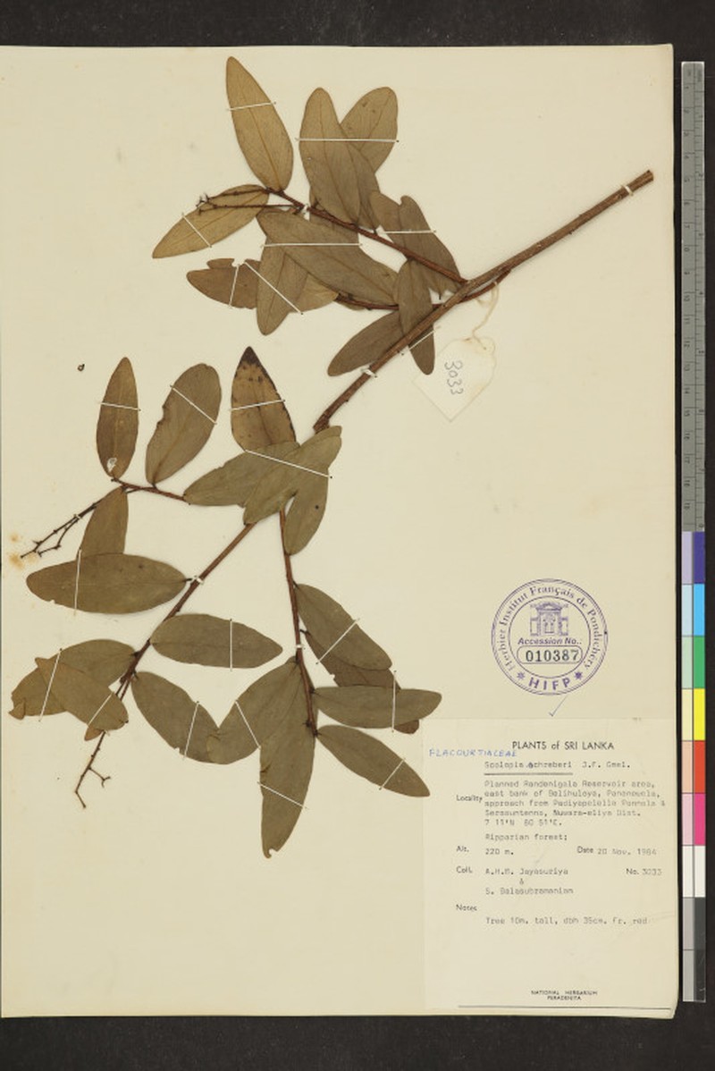 Scolopia pusilla photo 4