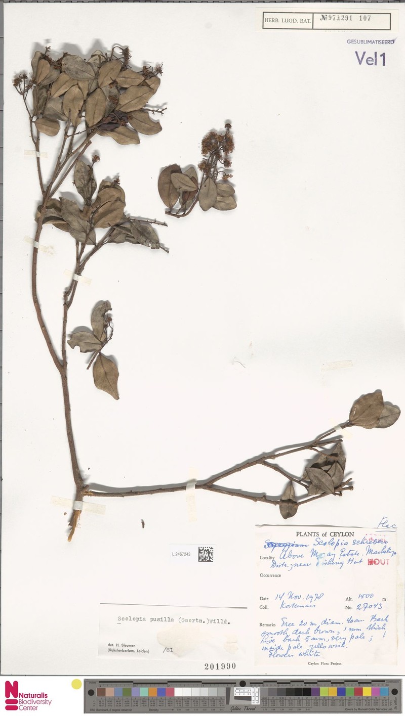 Scolopia pusilla photo 5