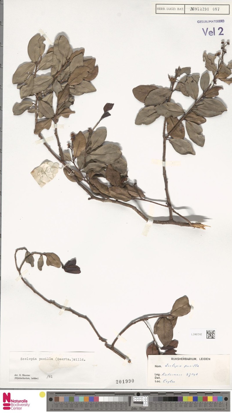 Scolopia pusilla photo 6