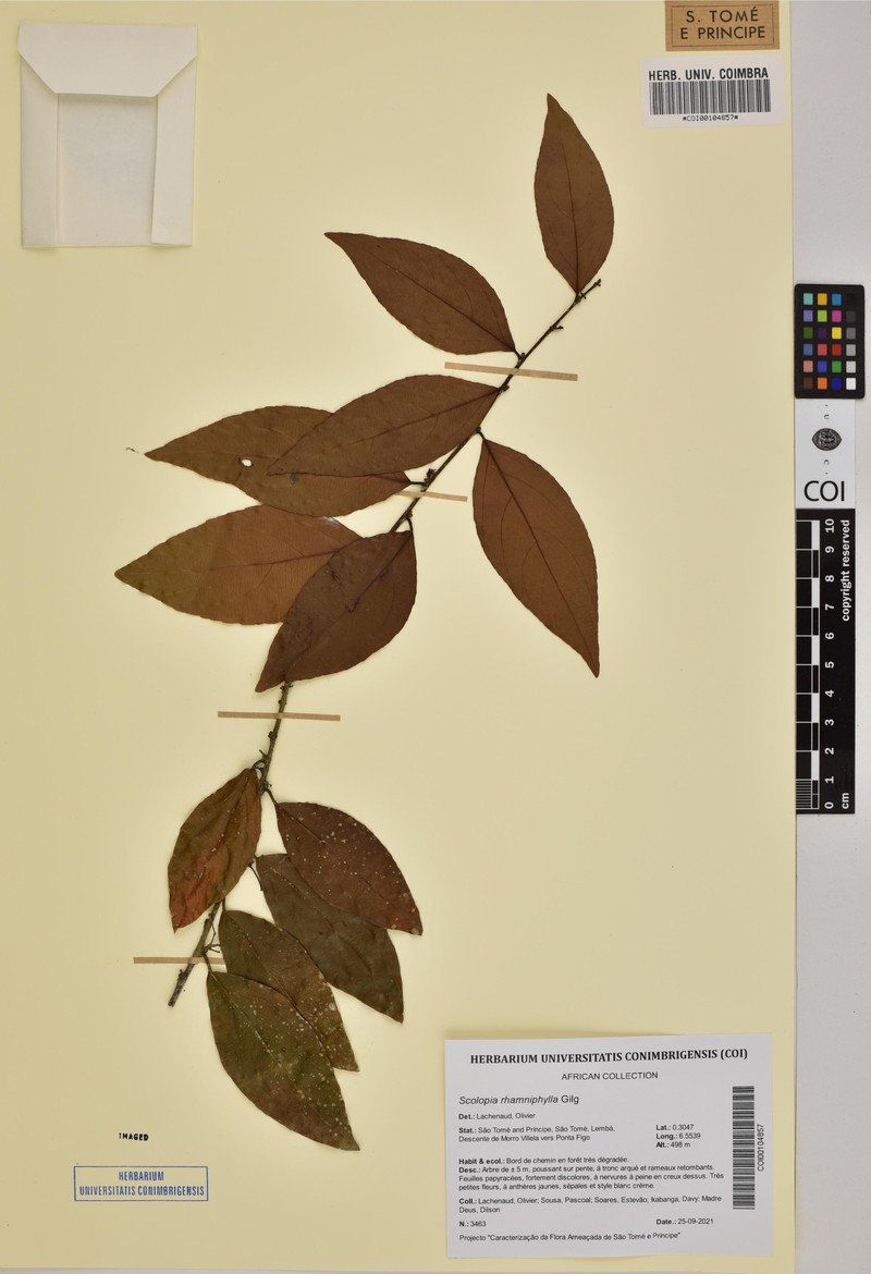 Scolopia rhamniphylla