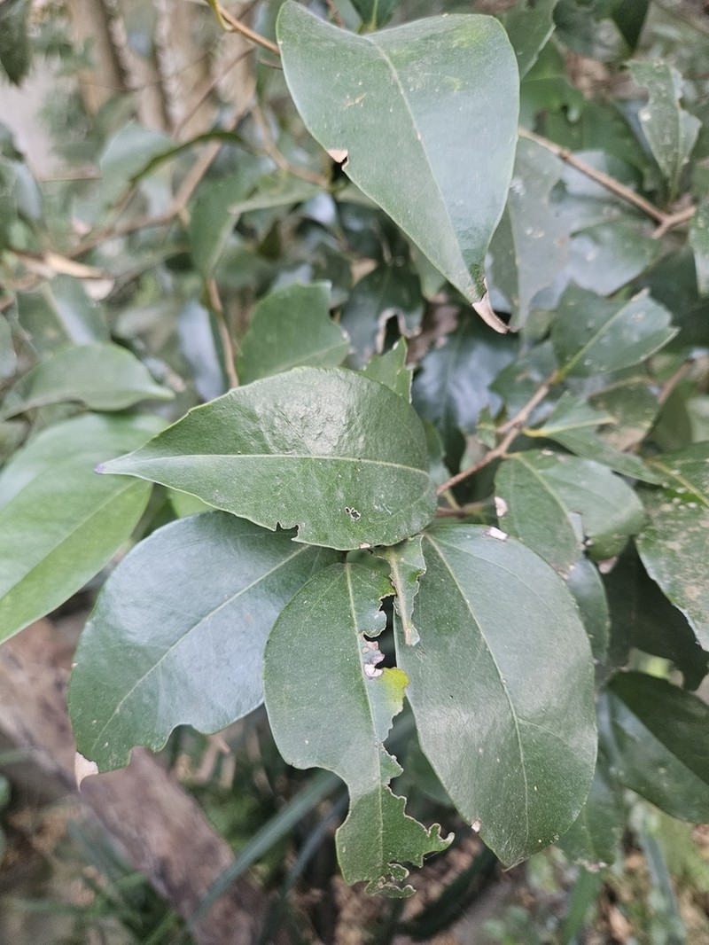 Scolopia saeva