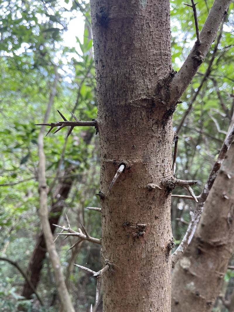 Scolopia saeva photo 2