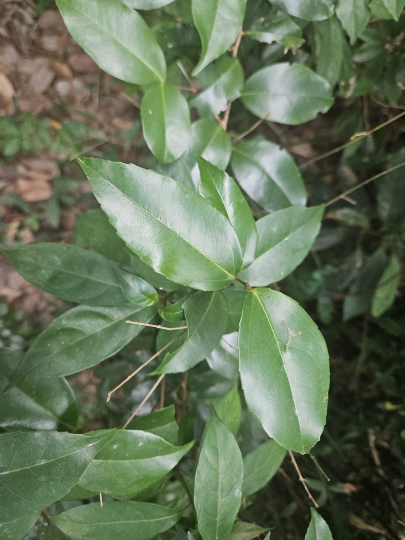 Scolopia saeva photo 3