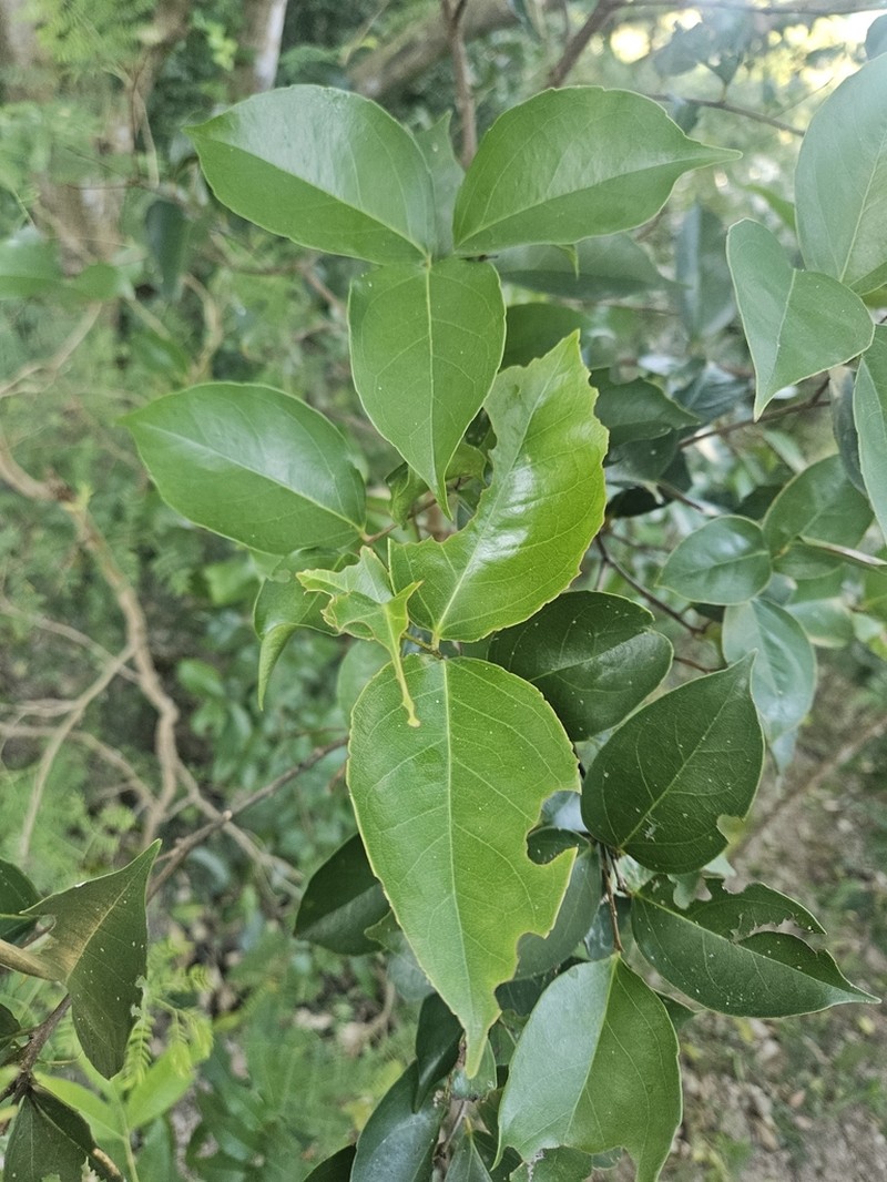 Scolopia saeva photo 4