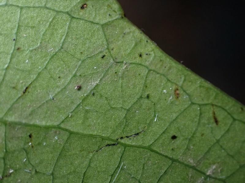 Scolopia saeva photo 5