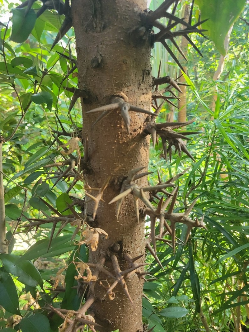 Scolopia saeva photo 6